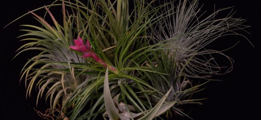 Tillandsia – Air Plants & Bromeliads | Divide and Culture