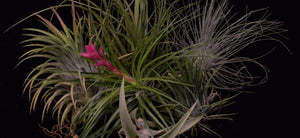 Tillandsia – Air Plants & Bromeliads