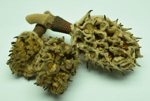 Group of 3 Magnolia Seed pods for isopods, and terrarium decoration.