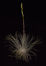 Load image into Gallery viewer, Air plant Tillandsia fuchsii var. gracilis about to bloom.

