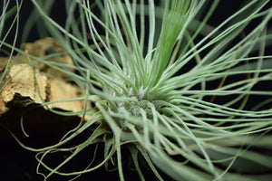 Leaves and interior of Tillandsia fuchsii var. gracilis covered in trichomes.