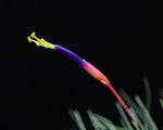 Load image into Gallery viewer, Close up of Tillandsia fuchsii var. gracilis flower.
