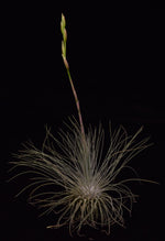 Load image into Gallery viewer, Tillandsia fuchsii var. gracilis growing a flower spike.
