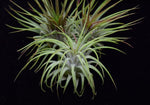 Load image into Gallery viewer, Close up of the air plant Tillandsia ionantha Guatemala.
