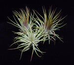 Load image into Gallery viewer, Group of Air plants Tillandsia ionantha Guatemala.
