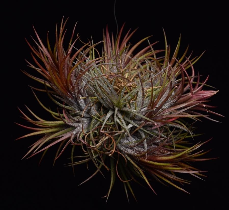 Large cluster of 7-10 air plants. Tillandsia ioanantha 'Fuego' is a cultivar that grows vibrant red leaves all year.