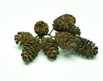 Load image into Gallery viewer, Head on view of Balck Alder Cone catkin Clusters

