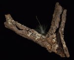 Load image into Gallery viewer, Y shaped Cork bark tube with lichen and Tillandsia.

