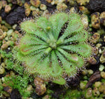 Load image into Gallery viewer, Drosera tokaiensis plant with moss
