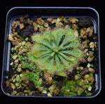 Load image into Gallery viewer, Drosera tokaiensis plants
