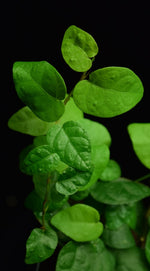 Load image into Gallery viewer, Ficus pumila var. Green close-up.

