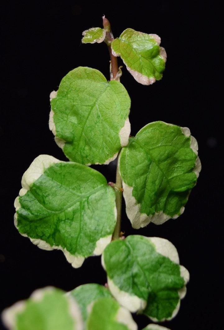 Leaves of a variegated ficus pumila with black background.