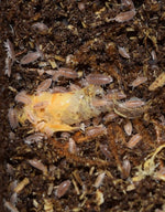 Load image into Gallery viewer, Dwarf Purple Isopod - Isopoda sp. eating freeze dried shrimp.
