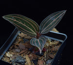 Load image into Gallery viewer, Ludisia discolor - Jewel Orchid
