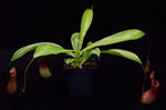Load image into Gallery viewer, Nepenthes ‘ventrata’ pitcher plant on black background.
