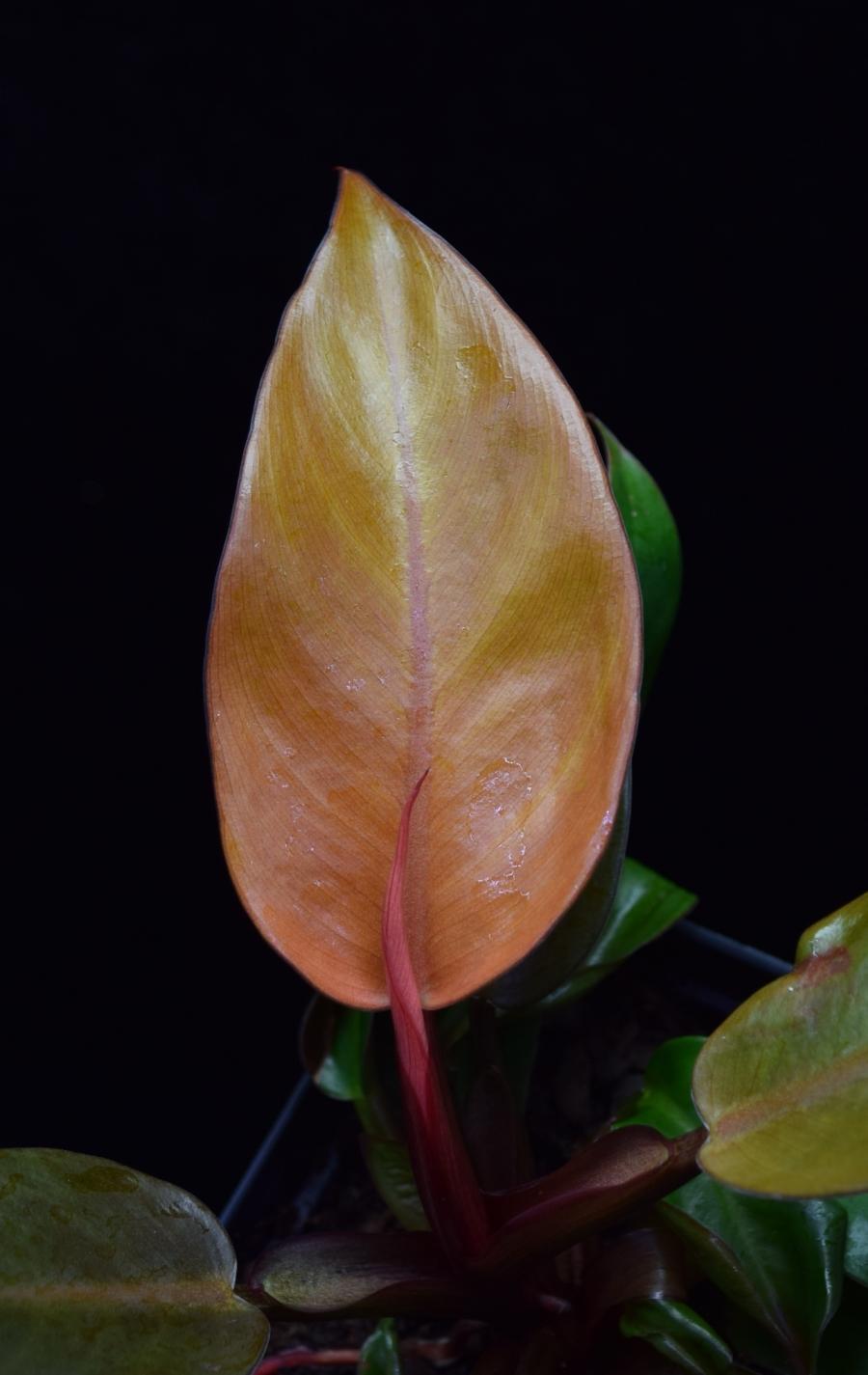 Close up of brightly colored Philodendron Prince of Orange Leaf.