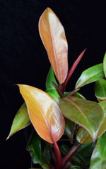 Load image into Gallery viewer, Newly formed leaves on Philodendron Prince of Orange.
