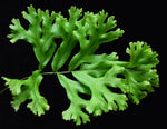 Load image into Gallery viewer, Single Polypodium attenuatum Falax Fern Leaf. 
