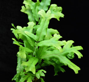 Polypodium attenuatum Falax Fern leaves or fronds.
