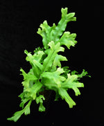 Load image into Gallery viewer, Overhead view of a small Polypodium attenuatum Falax Fern. 
