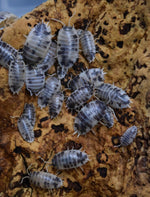 Load image into Gallery viewer, Porcellio Laevis – &#39;Dairy Cow&#39; - Isopod
