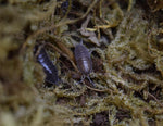 Load image into Gallery viewer, Porcellionides pruinosus ‘Powder Blue’ isopod crawling through some moss.
