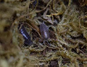 Porcellionides pruinosus ‘Powder Blue’ isopod crawling through some moss.