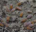 Load image into Gallery viewer, Group of Porcellionides pruinosus ‘Powder Orange’ Isopods.
