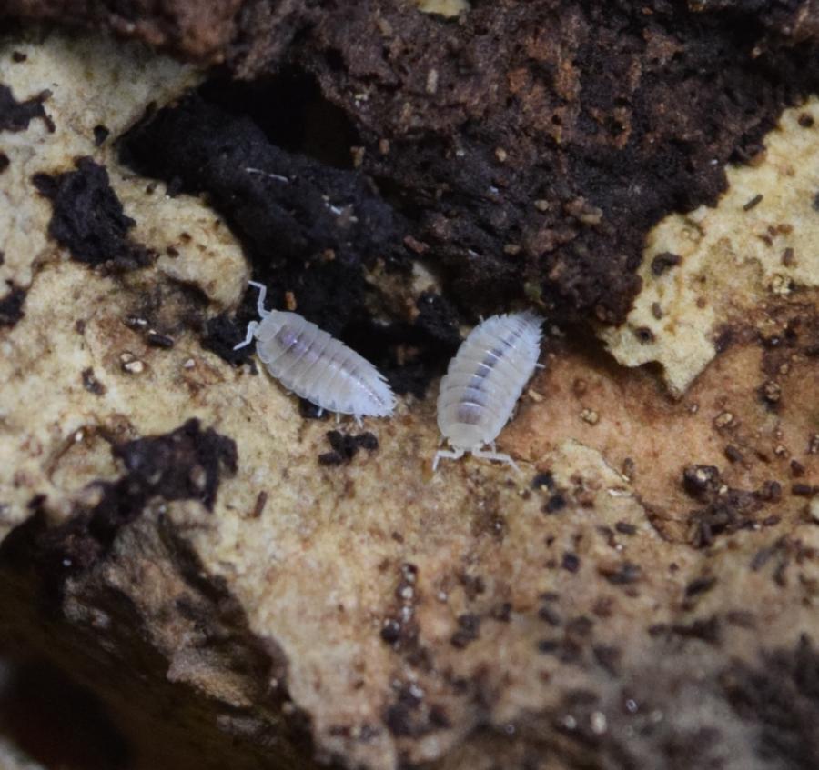 Close-up of two dwarf white isopods, trichorhina tormentosa.