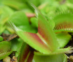 Load image into Gallery viewer, Close up of interior trigger hairs of a Venus Flytrap.

