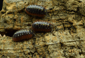 Group of Armadillidium klugii isopods.