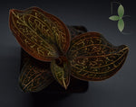 Load image into Gallery viewer, Jewel Orchid - Anoectochilus chapensis
