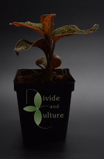 Load image into Gallery viewer, Jewel Orchid - Anoectochilus chapensis
