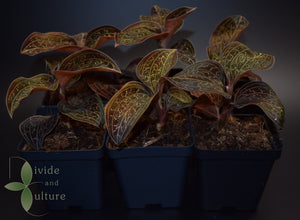 Jewel Orchid - Anoectochilus chapensis