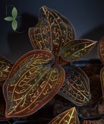 Load image into Gallery viewer, Jewel Orchid - Anoectochilus chapensis
