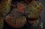 Load image into Gallery viewer, Jewel Orchid - Anoectochilus chapensis
