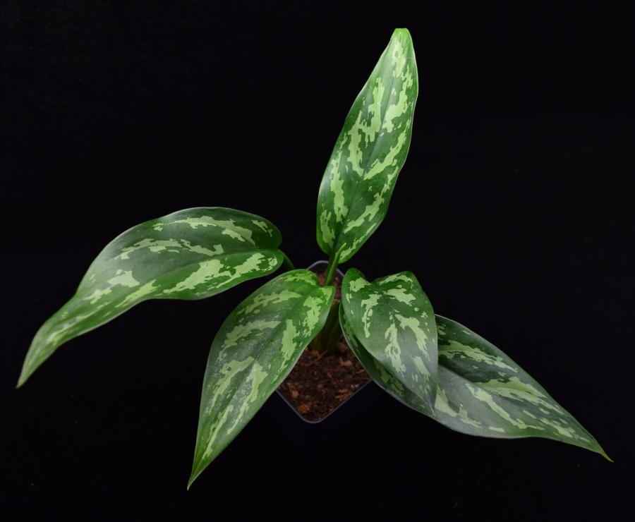 Overhead view of the leaves of Aglaonema 'Maria' Chinese Evergreen.