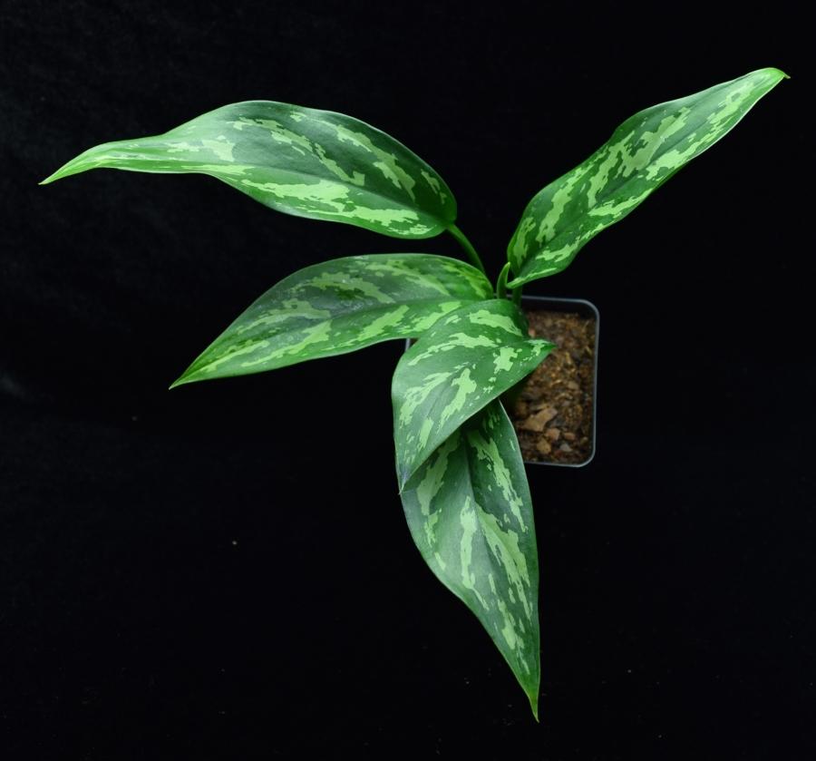 View of leaf pattern and coloration of Aglaonema 'Maria' Chinese Evergreen