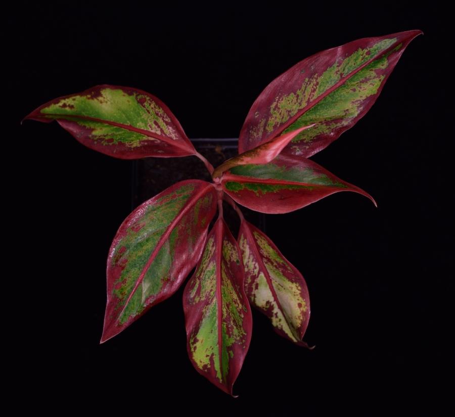 Overhead view of Aglaonema 'Siam Aurora' Chinese Evergreen Plant