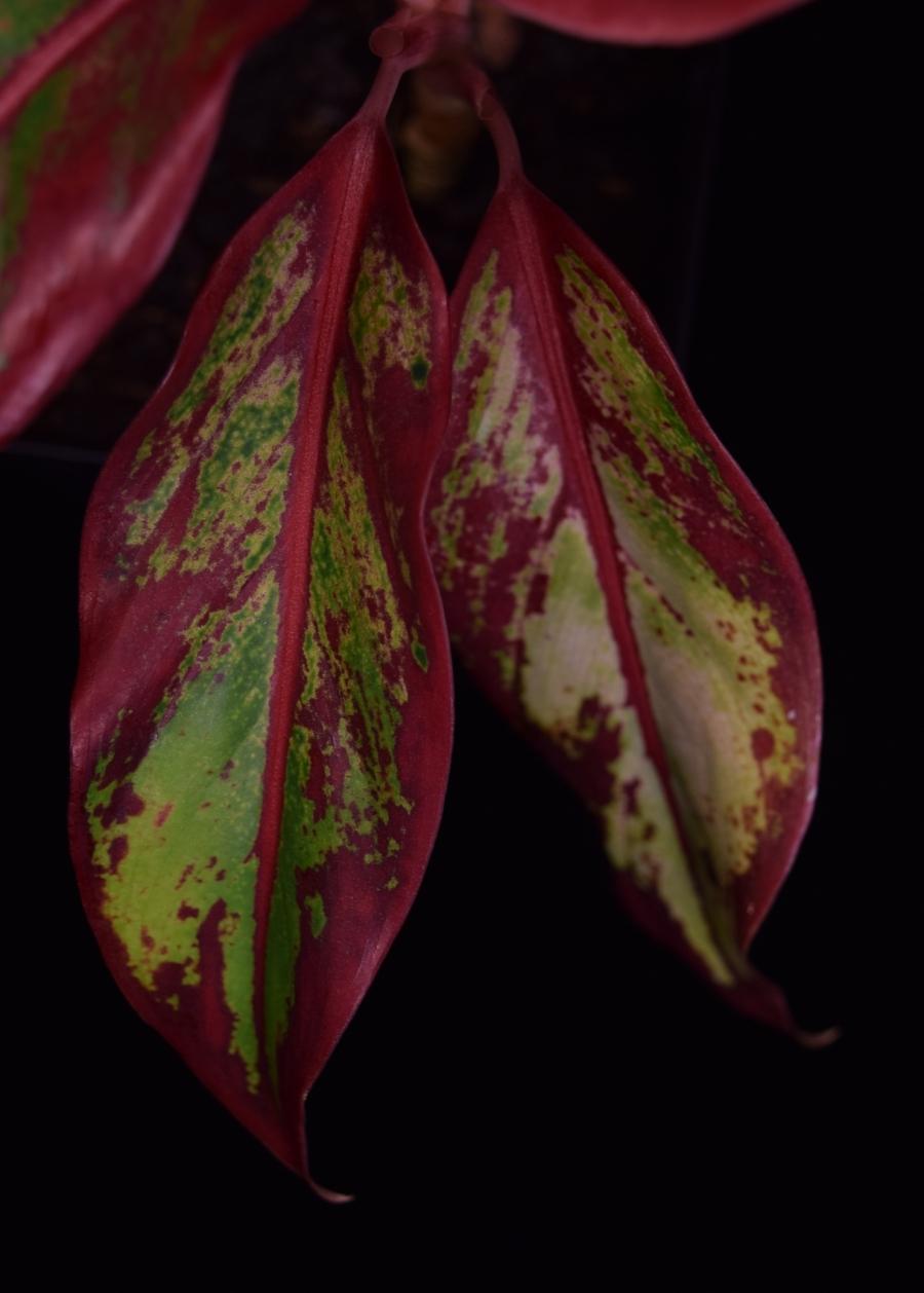 Close up of leaf coloration of Aglaonema 'Siam Aurora' Chinese Evergreen