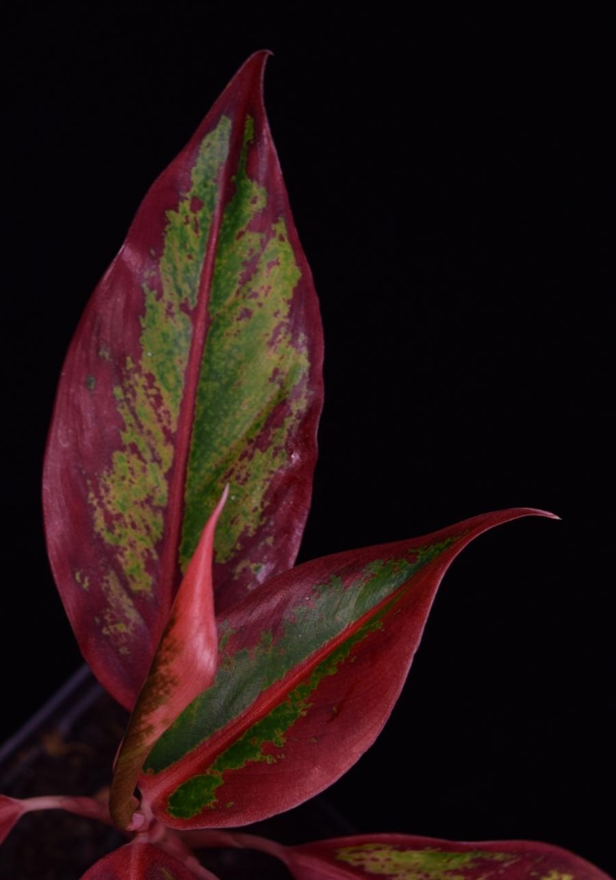 Newly forming leaf, and view of older Algaonema 'Siam Aurora' leaves.