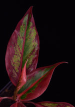 Load image into Gallery viewer, Newly forming leaf, and view of older Algaonema &#39;Siam Aurora&#39; leaves.
