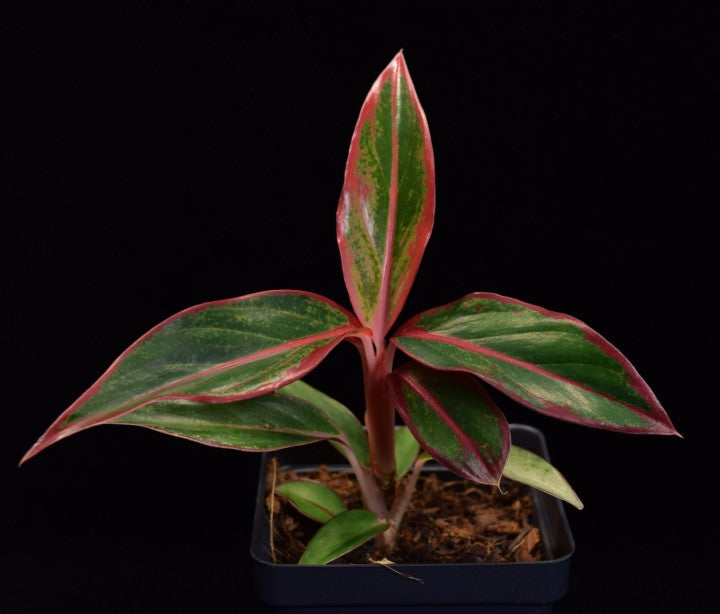 Profile view of Aglaonema Siam Aurora growing in 3.25" pot.