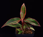 Load image into Gallery viewer, Profile view of Aglaonema Siam Aurora growing in 3.25&quot; pot.
