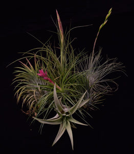 Group of air plants in bloom, assorted Tillandsia species. Ionantha, stricta, capitata, and rectifolia.