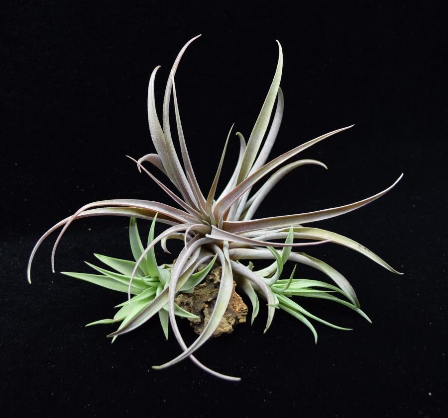 Group of different sizes of Tillandsia capitata Peach.