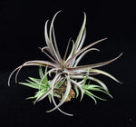 Load image into Gallery viewer, Group of different sizes of Tillandsia capitata Peach.
