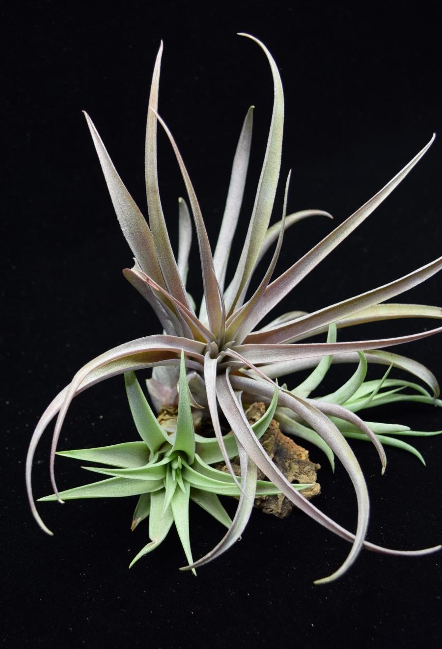 Large and small Air plant Tillandsia capitata Peach.