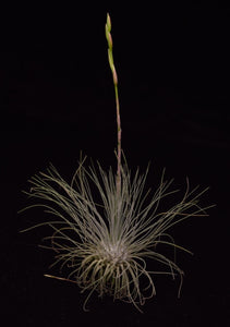 Air plant Tillandsia fuchsii var. gracilis about to bloom.
