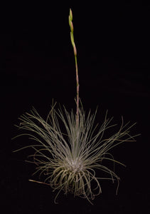 fuchsii air plant Tillandsia fuchsii var gracilis - Air Plant